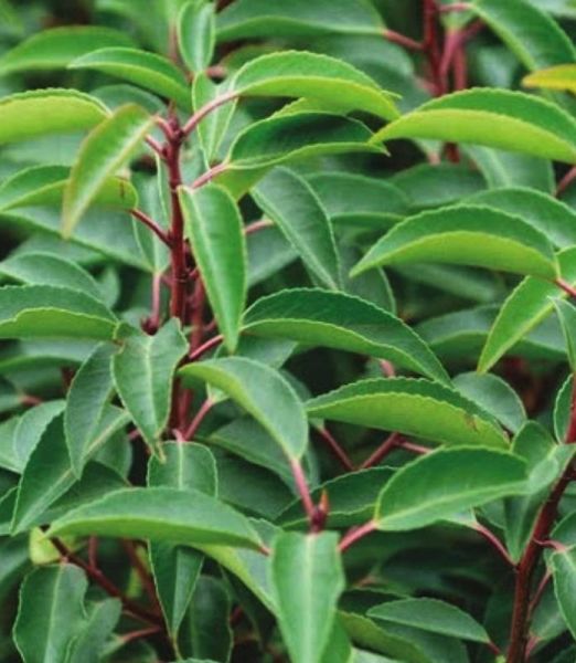 Prunus lusitanica 'Brenelia'